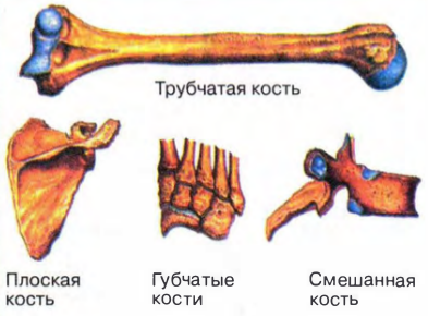 Какие бывают кости по строению и форме?