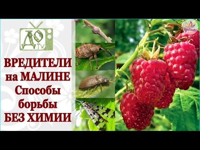 Какие бывают вредители на малине?