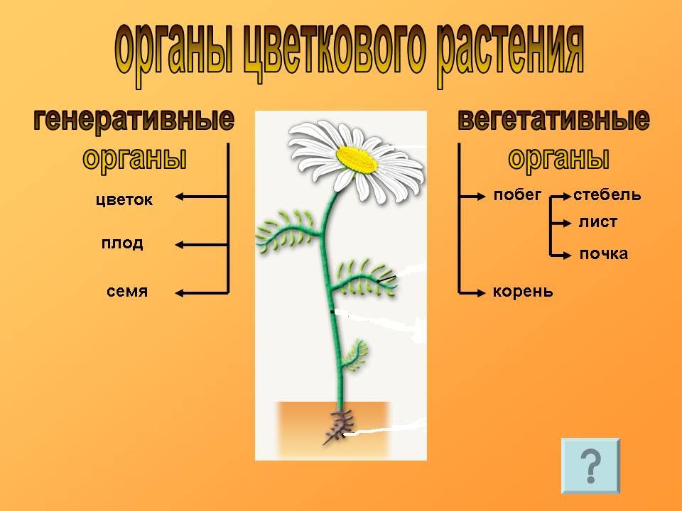 Какие части есть у цветка?