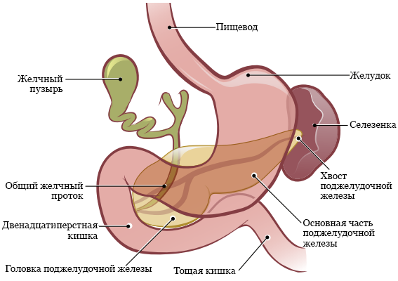 Какие функции выполняют различные стероиды в организме?