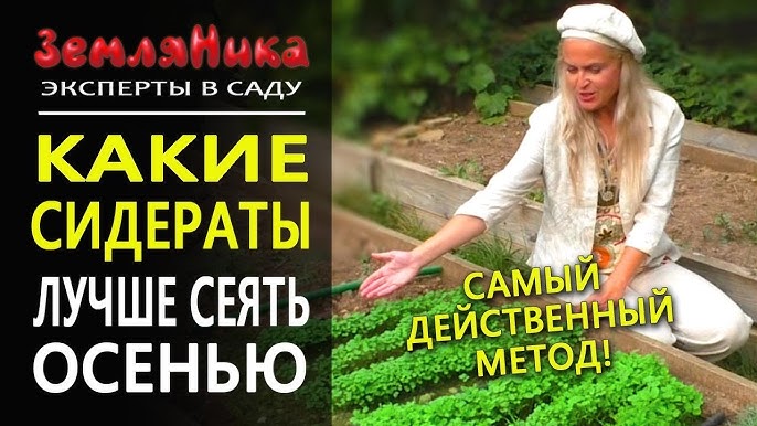 Какие лучше сеять сидераты осенью?