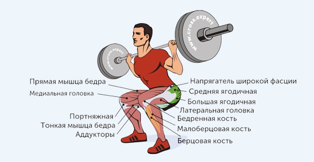 Какие мышцы больше всего работают при приседаниях?