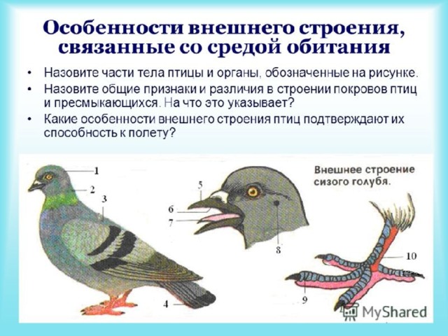 Какие особенности внешнего строения птиц связаны с приспособлением к полёту?
