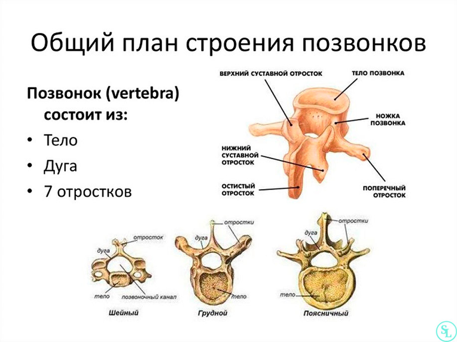 Какие отростки имеют грудные позвонки?