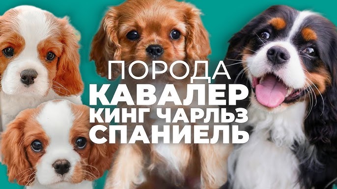 Какие породы собак самые неприхотливые?