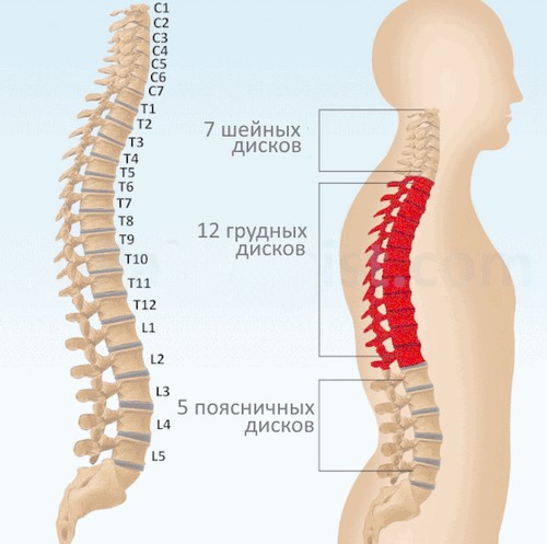 Какие позвонки в грудном отделе?