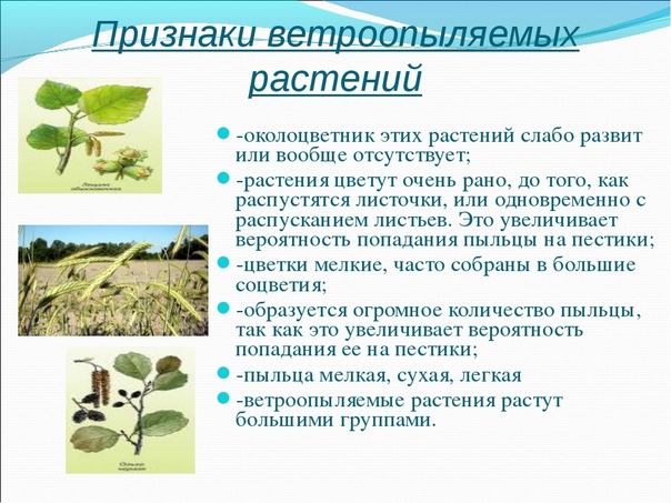 Какие признаки у Ветроопыляемых растений?