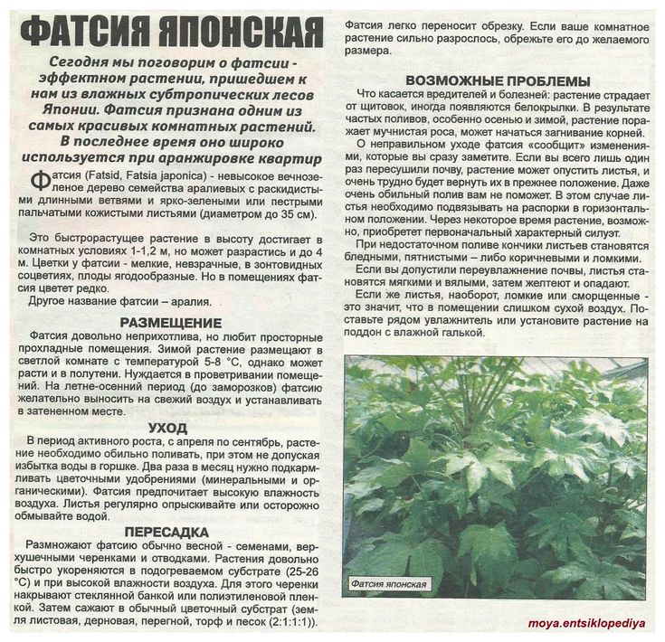 Какие растения любят перегной?