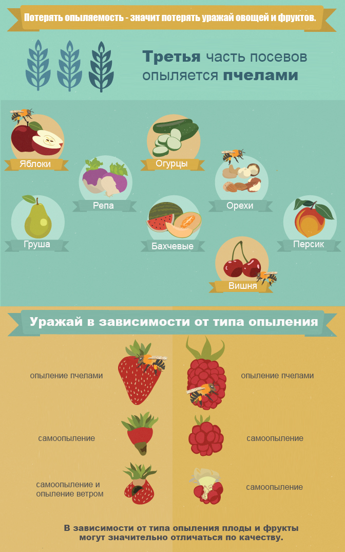 Какие растения опыляются пчелами?
