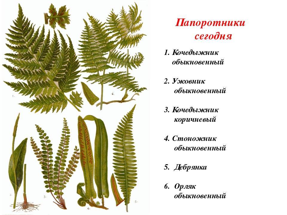 Какие растения относятся к папоротники?