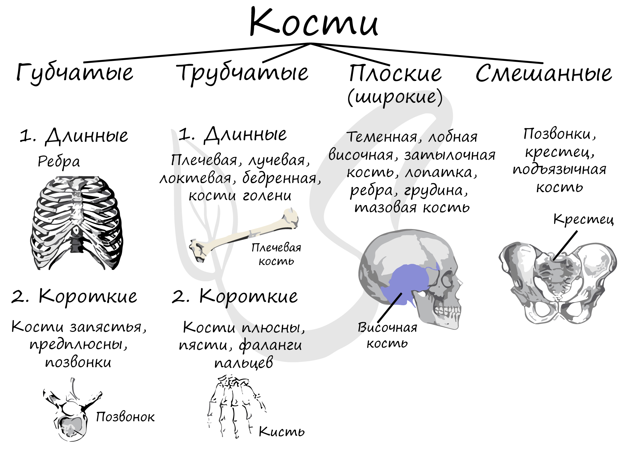 Какие типы костей характерны для скелета человека?