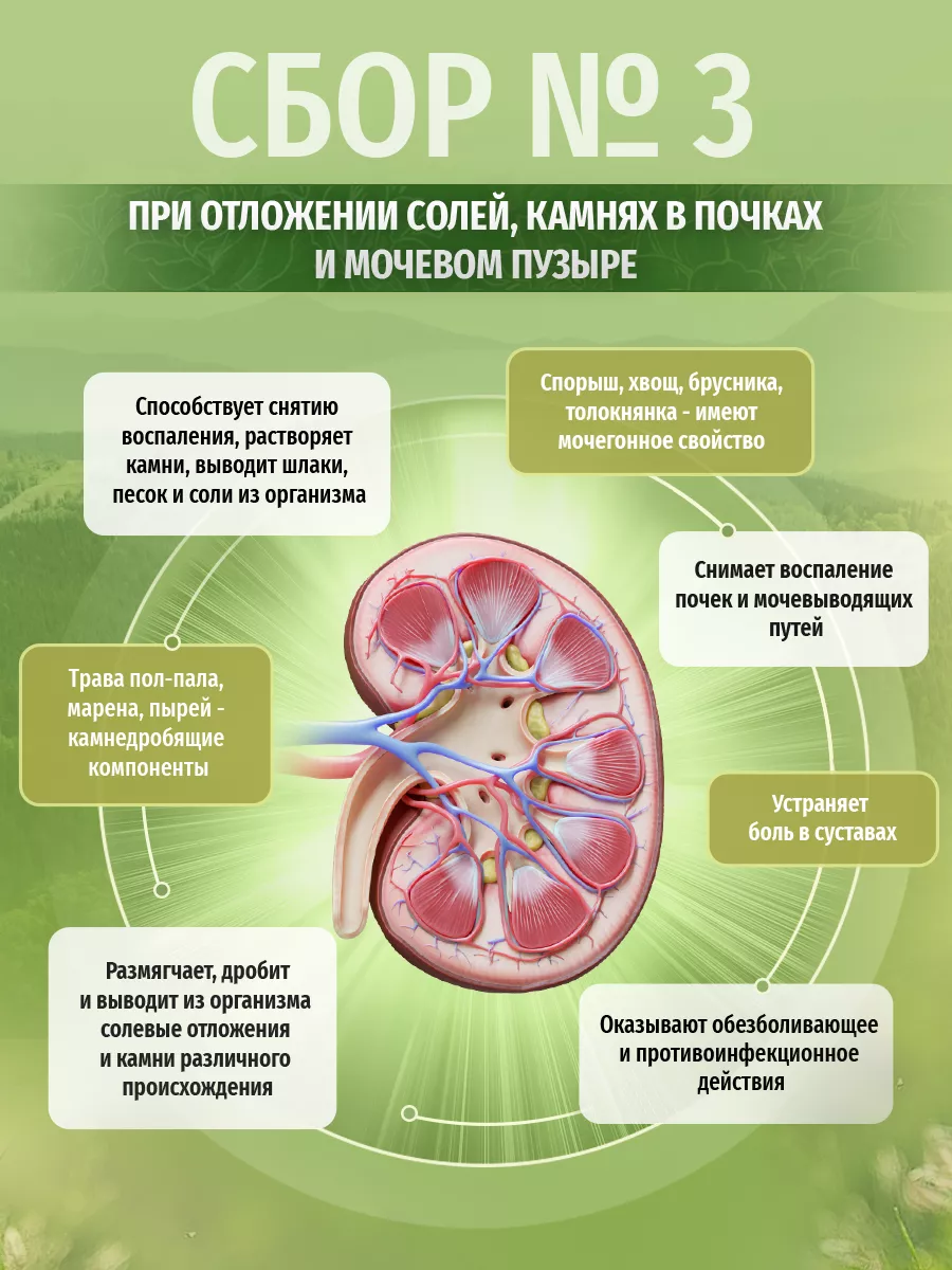 Какие травы пить при болях в почках?