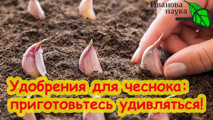 Какие удобрения вносить под посадку чеснока?