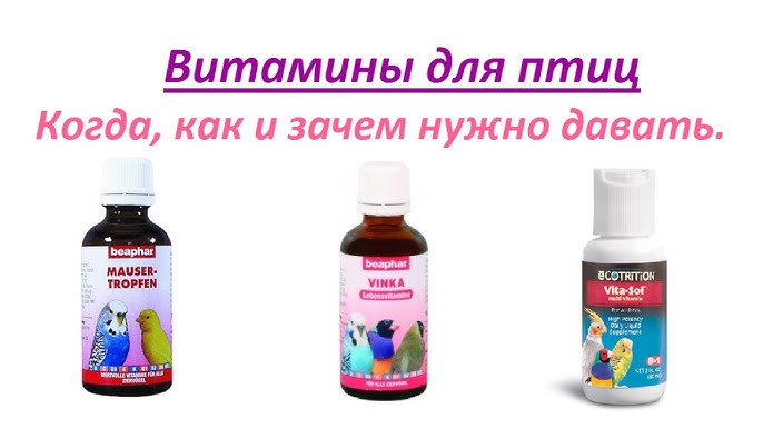 Какие витамины дают попугаям?