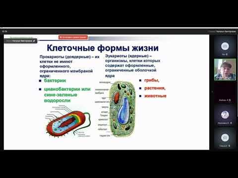 Какие живые организмы не имеют ядра?