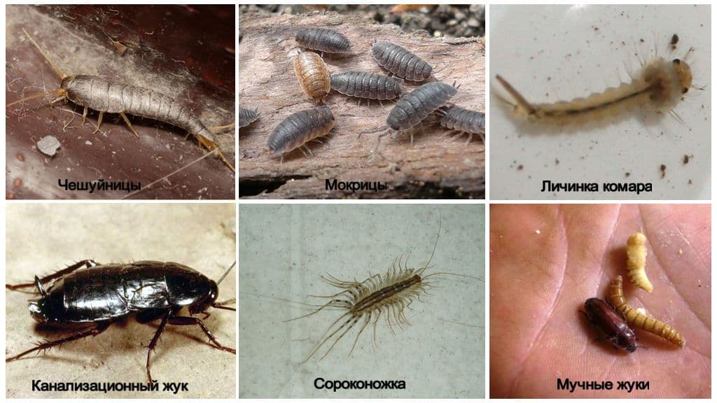 Какие жуки могут быть дома?