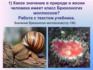 Какое значение имеет класс насекомые в природе и жизни человека?