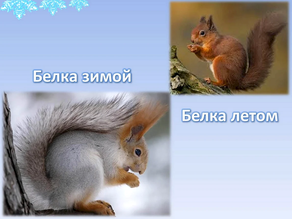Какого цвета белка летом?