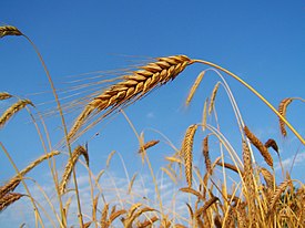 Какой Плод у растения рожь?