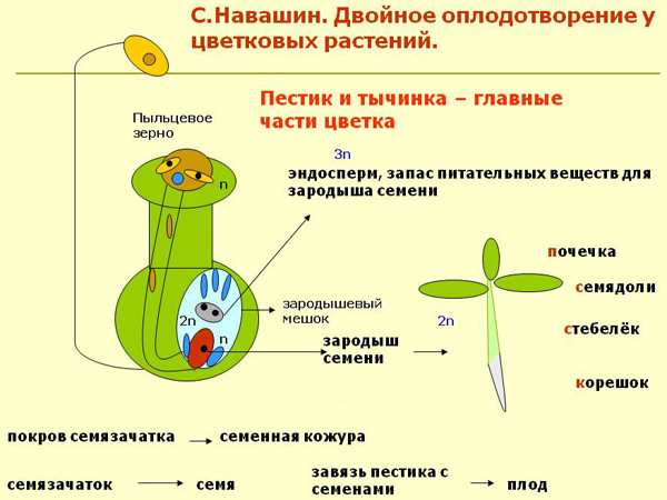Какой набор хромосом имеет эндосперм голосеменных растений?