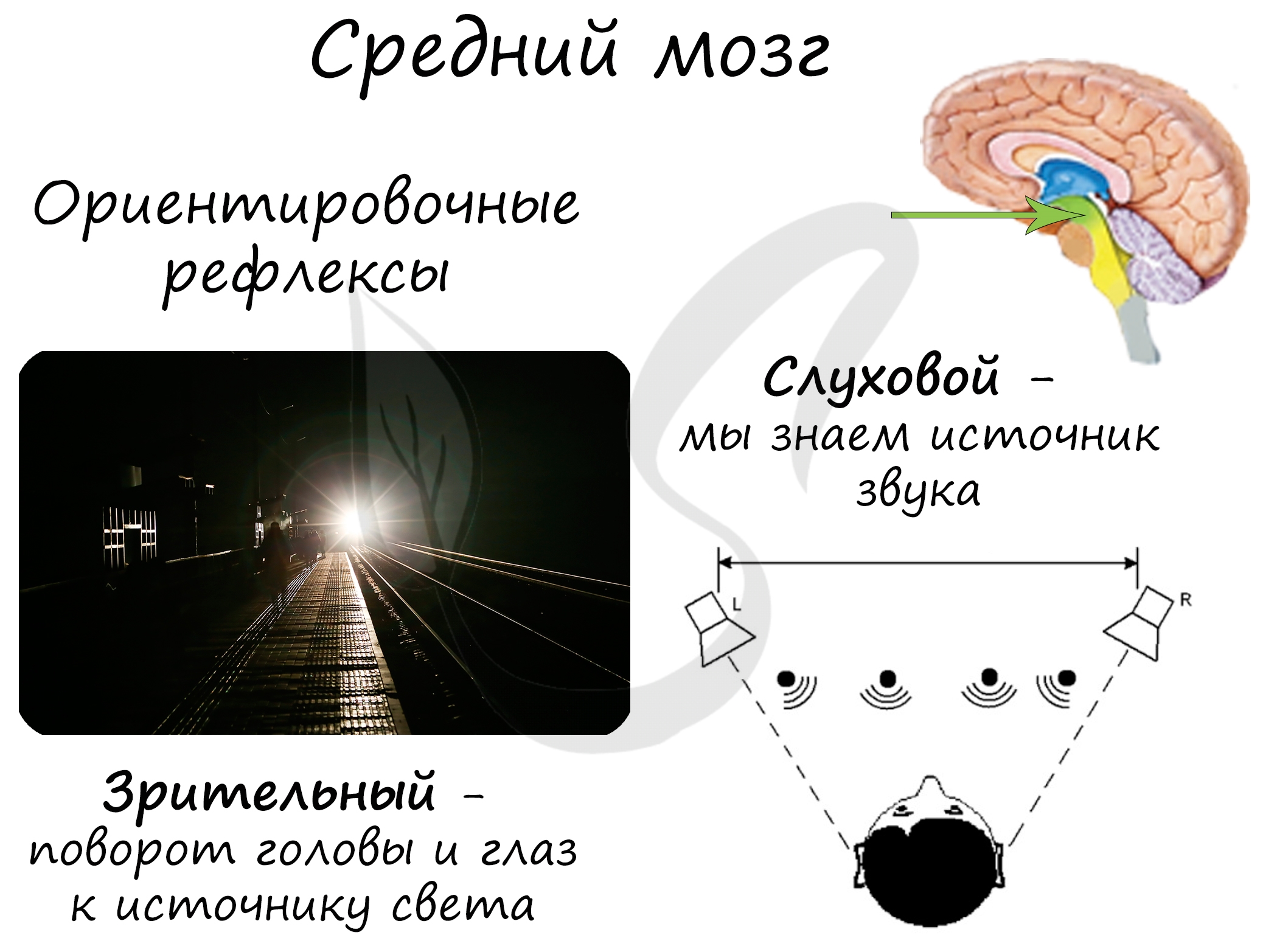 Какой отдел среднего мозга отвечает за ориентировочный рефлекс?