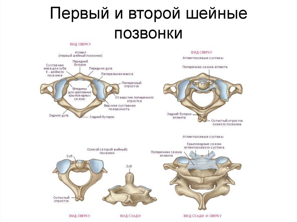 Какой шейный позвонок имеет зуб?