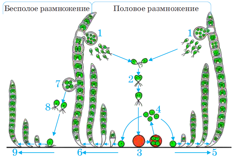 Какой способ размножения у улотрикса?