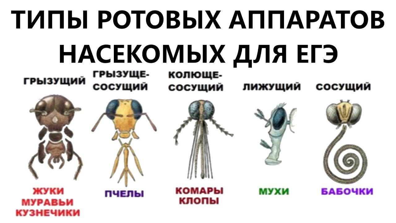 Какой тип ротового аппарата у таракана?