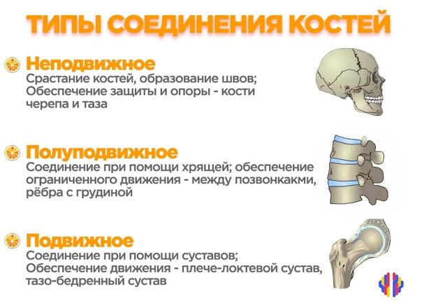 Какой тип соединения между костями черепа?