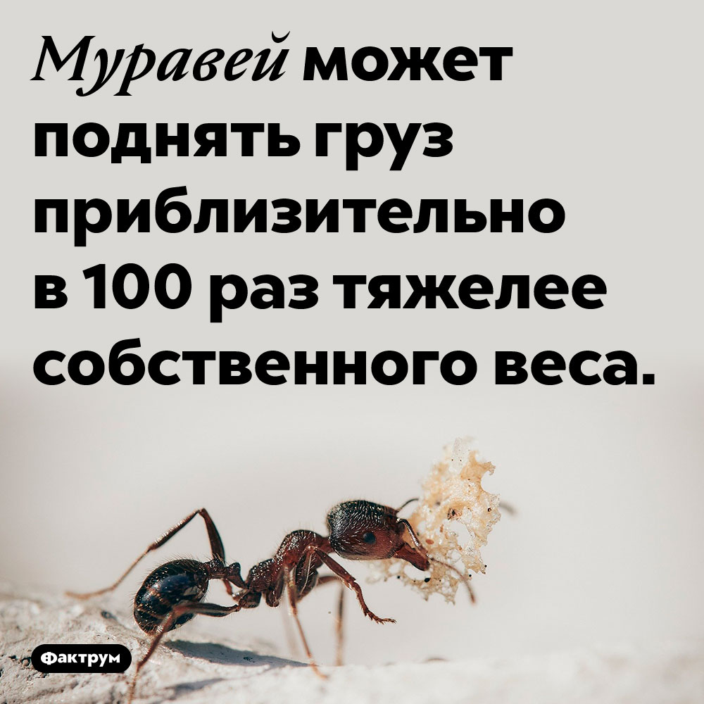 Какой вес у муравья?