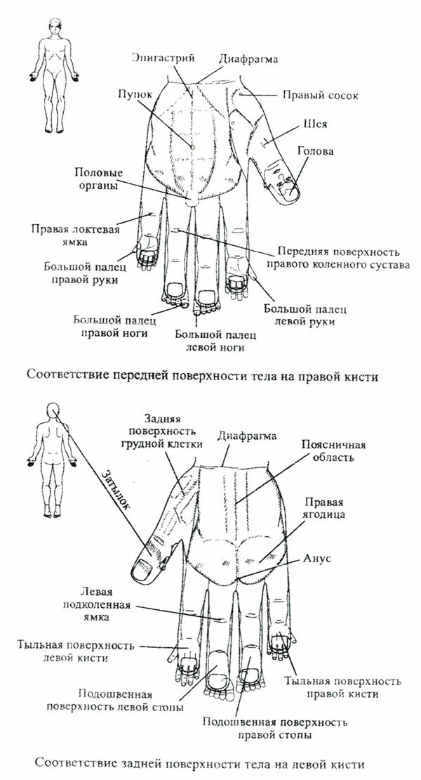 Какому органу соответствуют пальцы на руках?