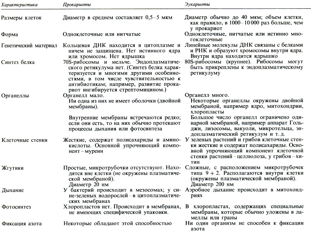Каковы особенности Строение прокариотической клетки по сравнению с Эукариотические?