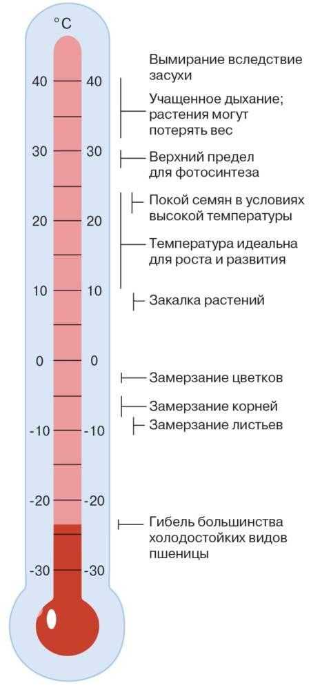 Какую температуру выдерживает пшеница?