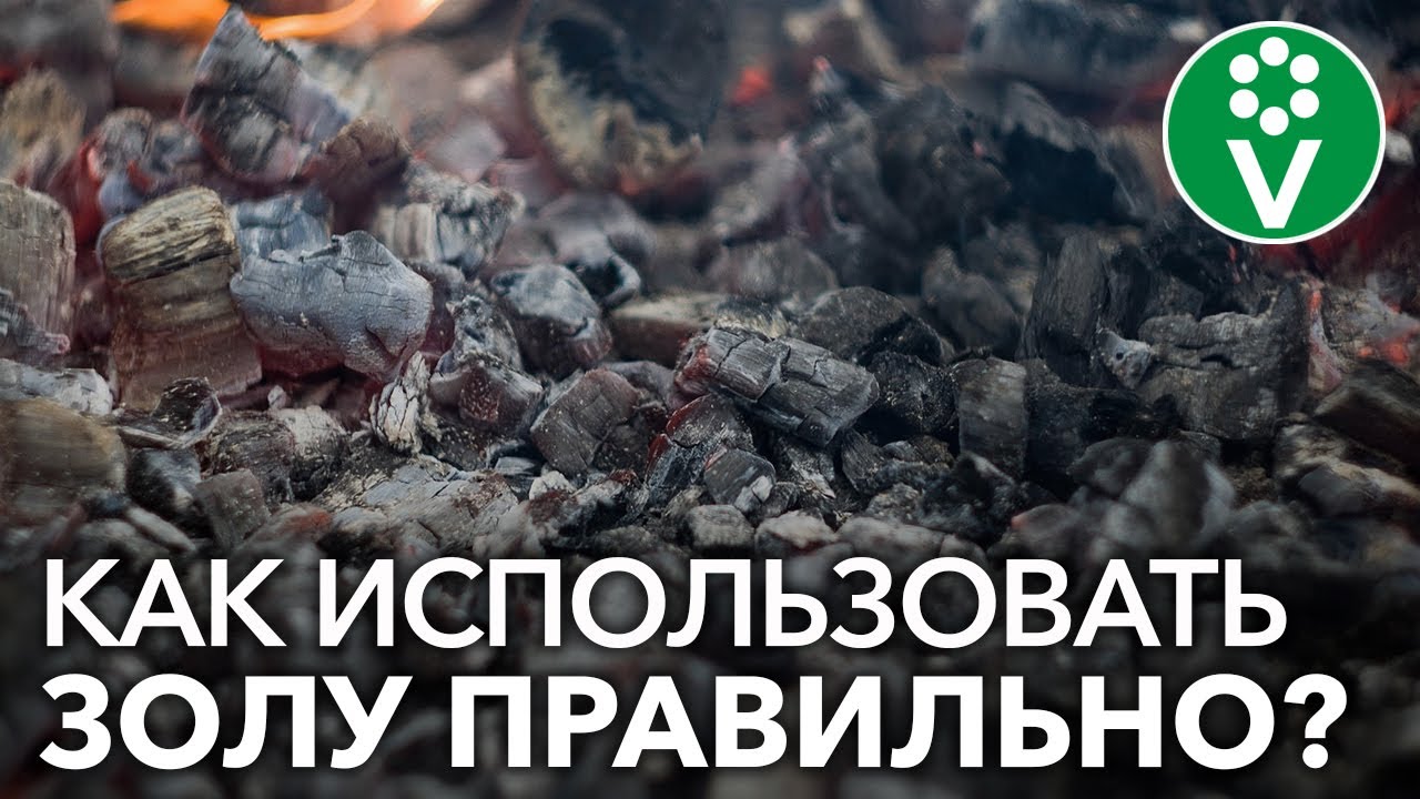 Когда подкармливать картошку золой?