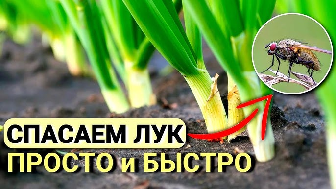 Когда погибают мухи?