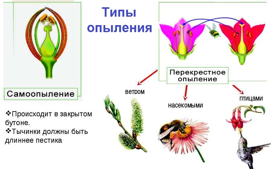 Когда самоопыление невозможно?