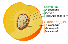 Когда созревают плоды актинидии коломикта?