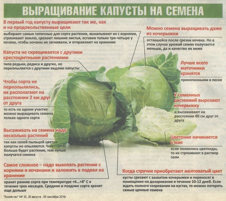 Когда срубают на хранение капусту?