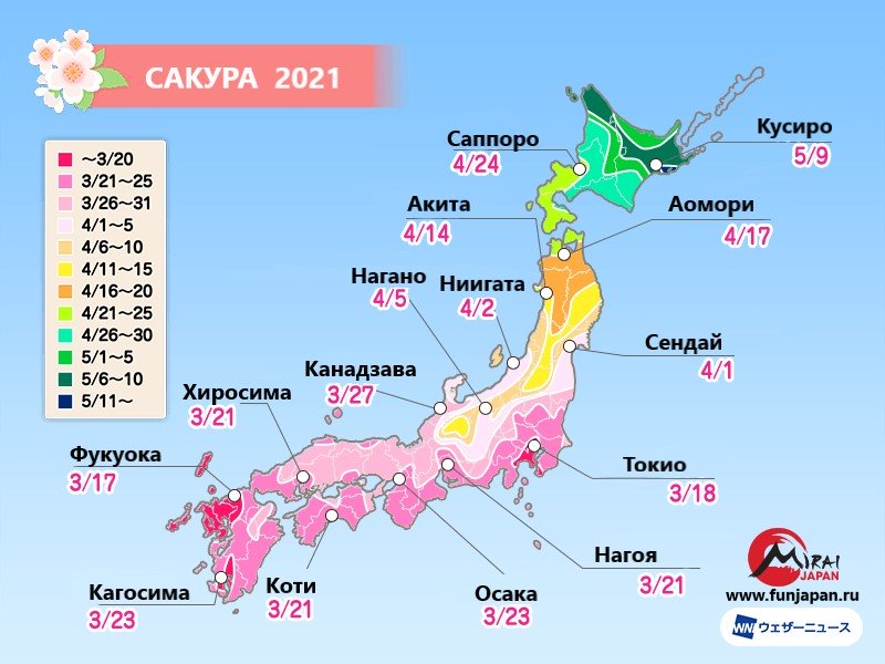Когда цветет сакура в Токио 2021?