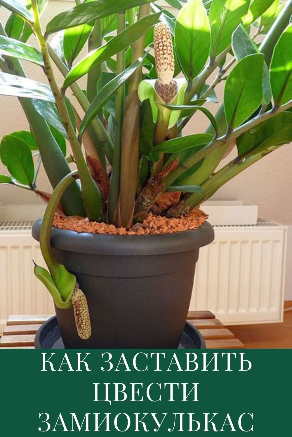 Когда цветет замиокулькас?