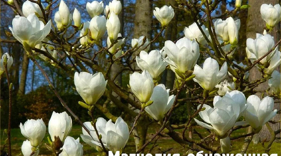 Когда в Адлере цветет магнолия?