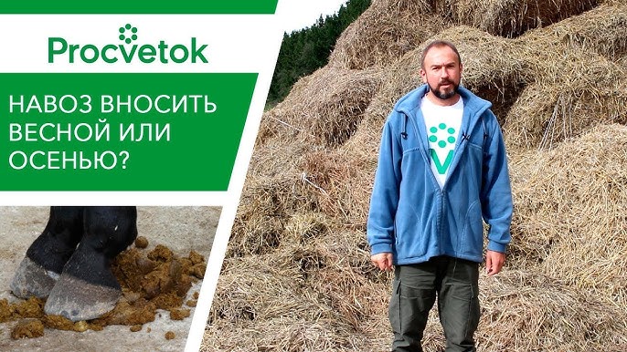 Когда вносить навоз под яблони?