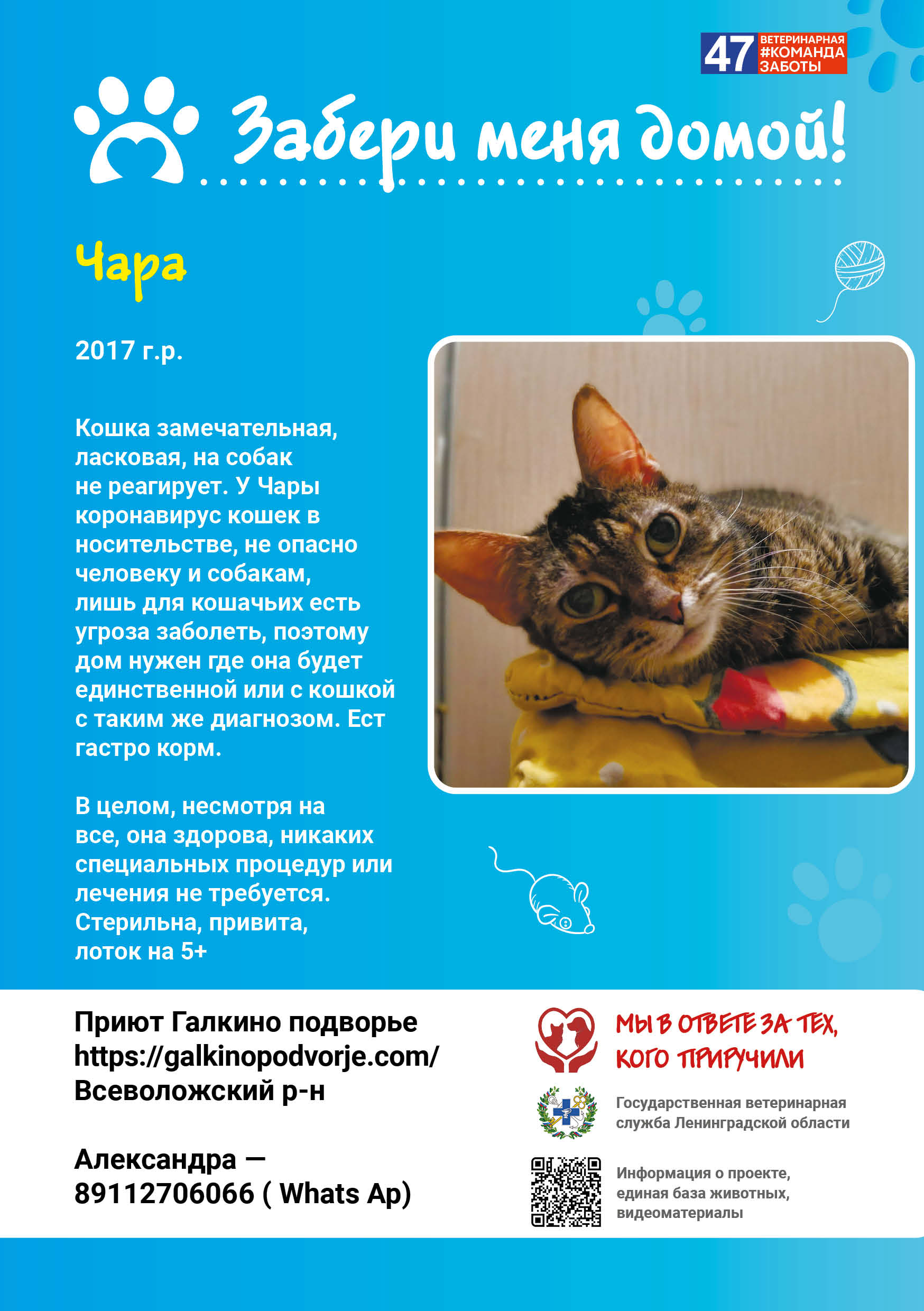 Кошки вредны для птиц?
