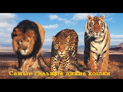 Кто самый сильный из семейства кошачьих?