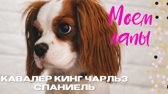 Кто такие Круглоголовые и кавалеры?