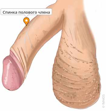 Кто второй самый молодой член гризеров?