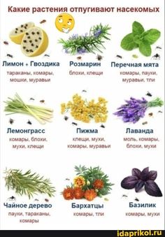 Лимоны отпугивают пауков?