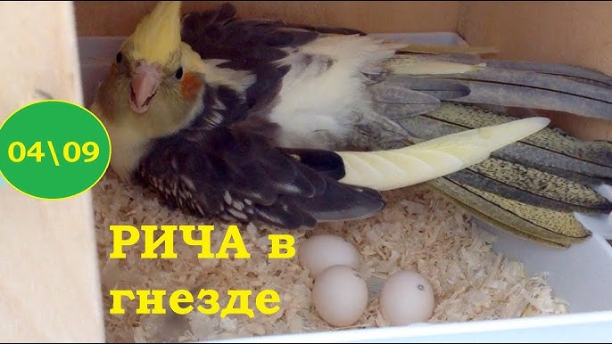 Могут ли самцы какаду откладывать яйца?