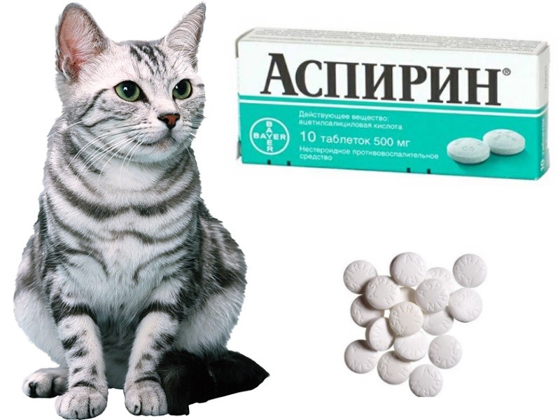 Можно ли давать кошкам таблетки для людей?