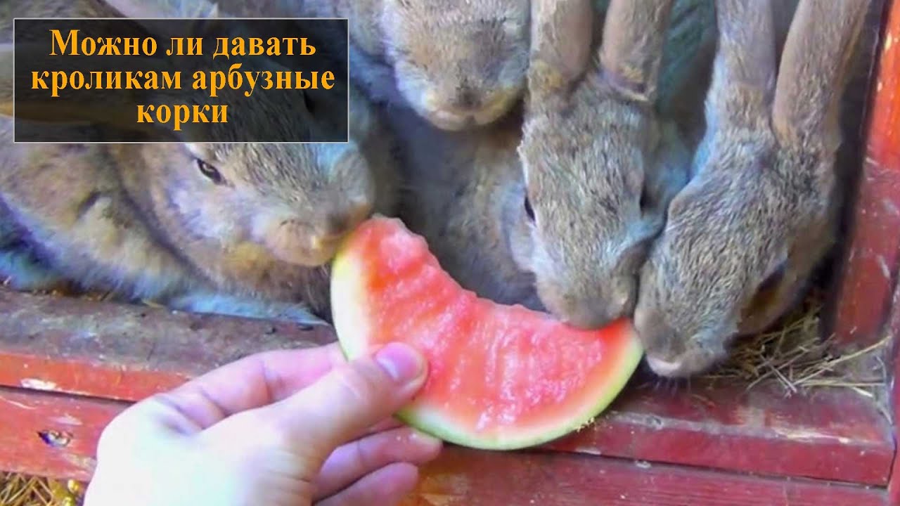 Можно ли давать кроликам арбуз?